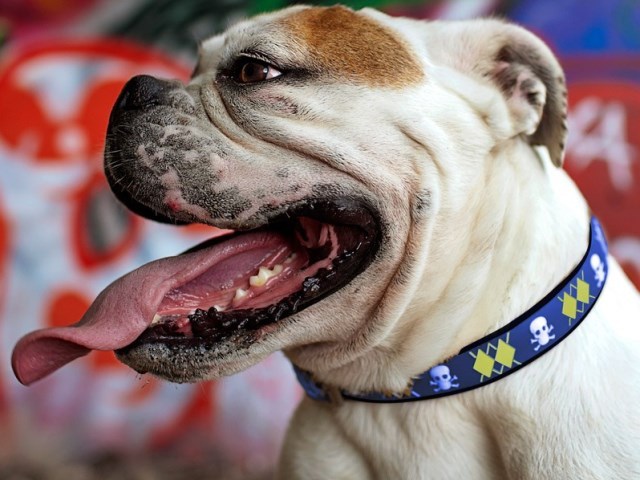 ダブリンドッグ・カラー