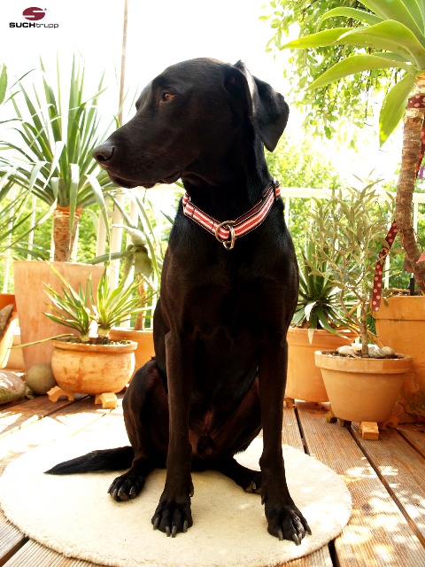 ズーヒトルップ・リミテッドスリップ・カラー (リボン)