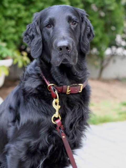 ロールドレザー・コンビネーション・チョークカラー