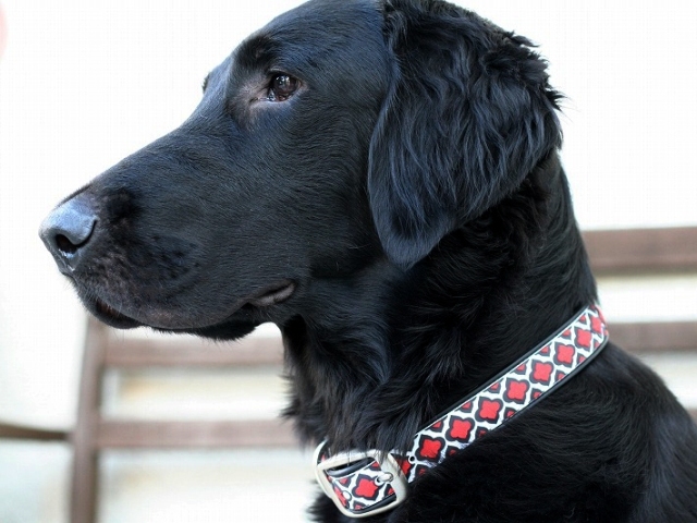 [SALE] ダブリンドッグ・カラー　L