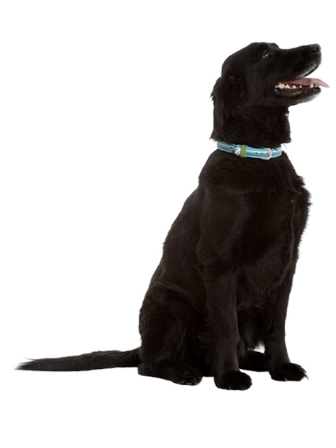 ダブリンドッグ・カラー