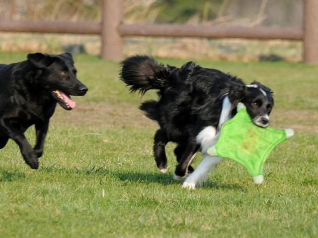 チャキット　犬用ディスク　フライング・スクワレル