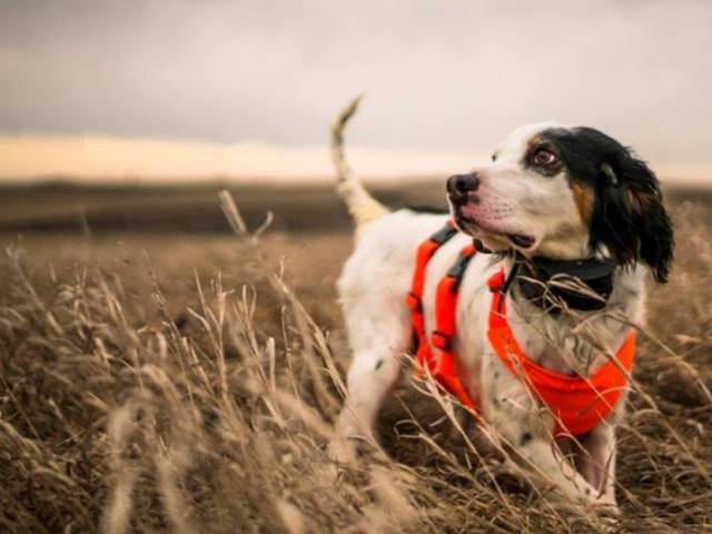 Mendota スキッドプレート
