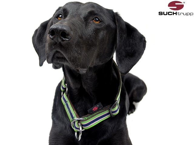 ズーヒトルップ・リミテッドスリップ・カラー (リボン)