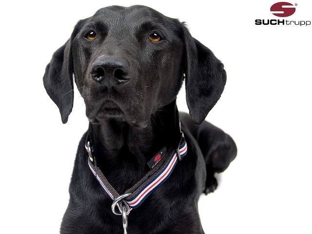 ズーヒトルップ・リミテッドスリップ・カラー (リボン)