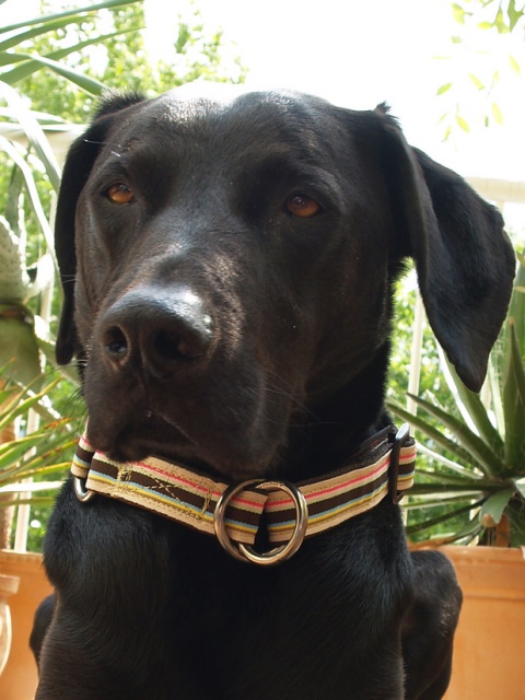 ズーヒトルップ・リミテッドスリップ・カラー (リボン)　