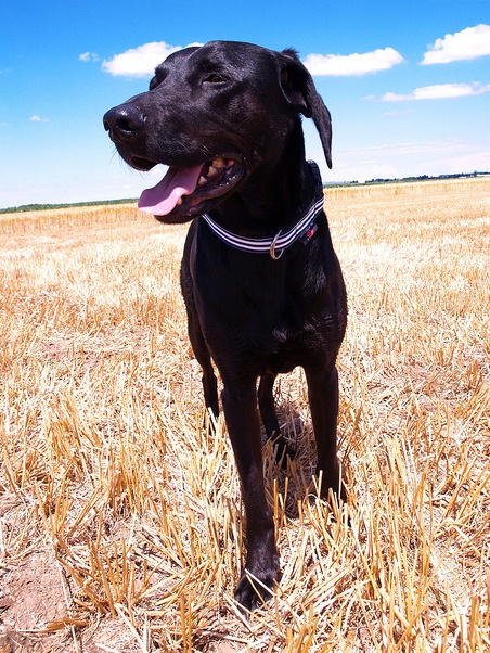 ズーヒトルップ・リミテッドスリップ・カラー (リボン)