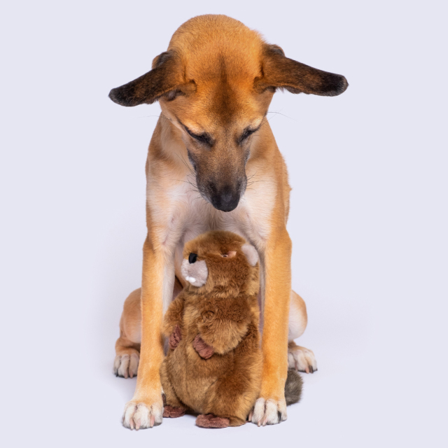 Fluff & Tuff ビーバーのトロイ