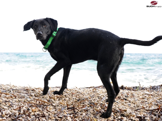 ズーヒトルップ ジグザグコレクション・リミテッドスリップカラー