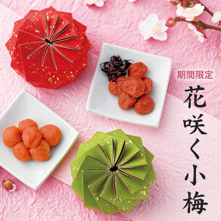 【期間限定】2026/5/13まで！花咲く小梅