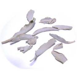 ホワイト　セージ