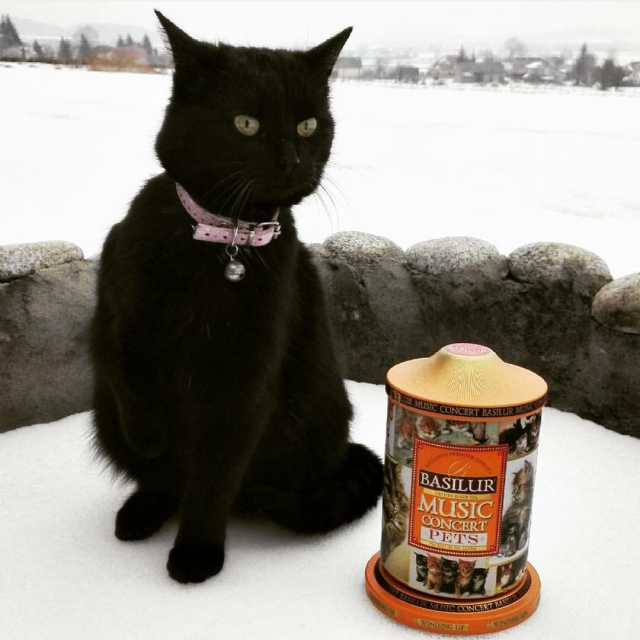 ミュージックコンサート・ペット　(茶葉100g入り)