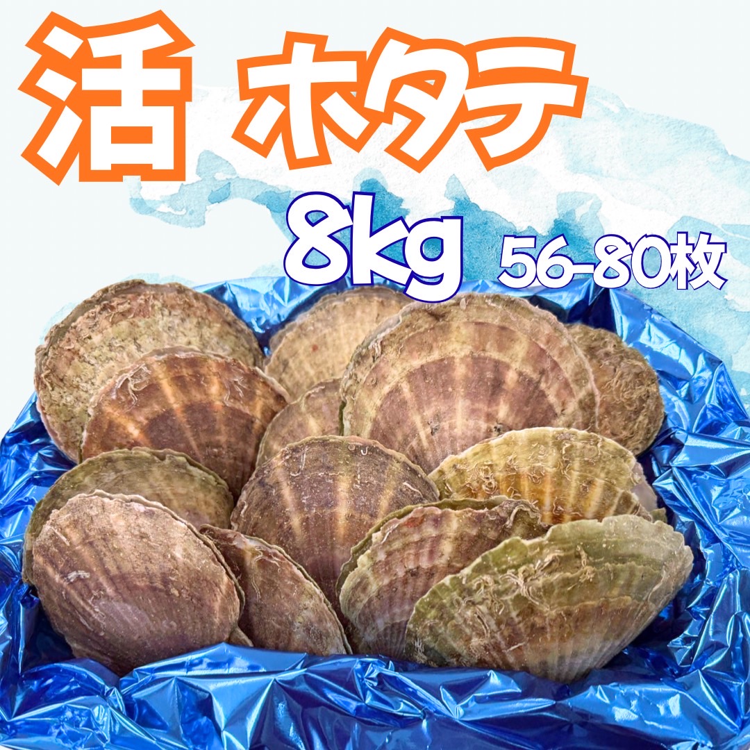 【業務用】活ホタテ 8kg（56～80枚程度） | 1kg￥936