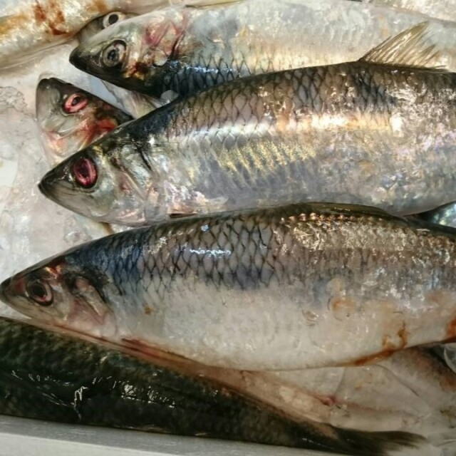 【鮮魚】生にしん 500g前後 丸物