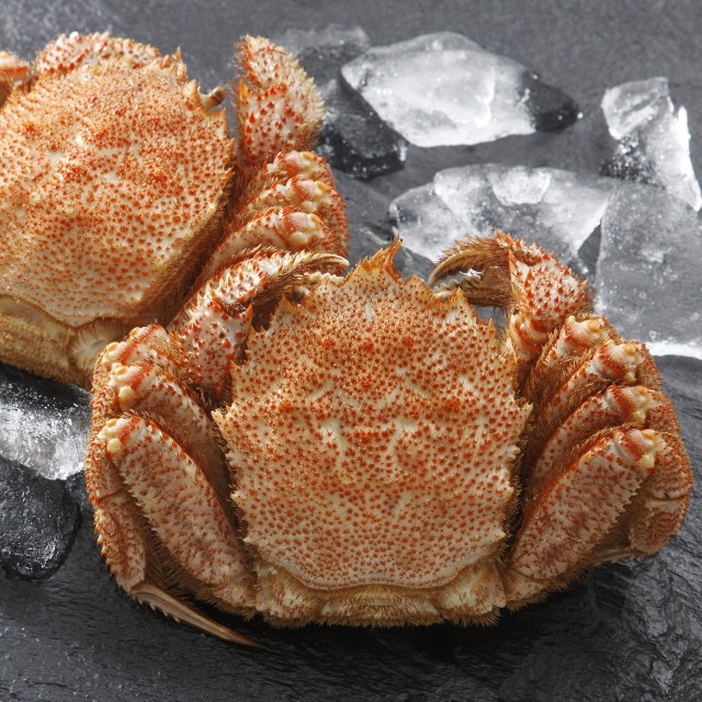 【業務用】毛ガニ 4kg8尾 (1尾500g前後) 2025新物○ボイル冷凍