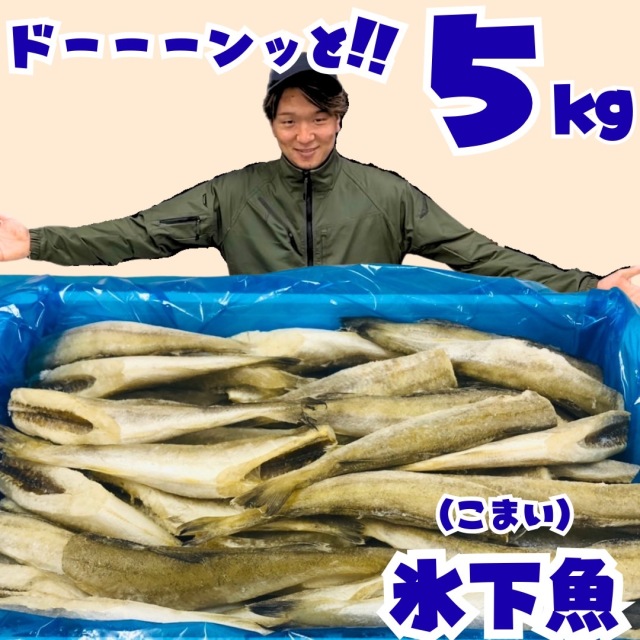 【業務用】氷下魚(コマイ) 一夜干し 5kg ｜1kg￥1,180