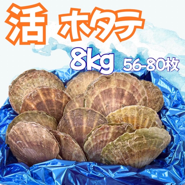 【業務用】活ホタテ 8kg（56～80枚程度） | 1kg￥936