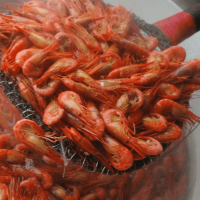 【業務用】羅臼産 シマエビ300g前後×2