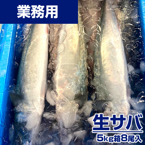 【鮮魚】生サバ 5kg8尾 ｜1尾￥525