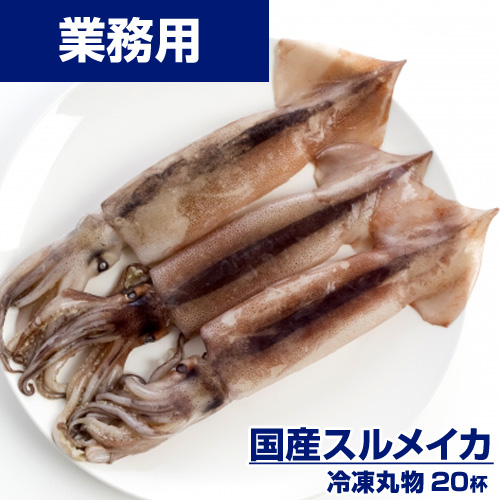 【業務用】スルメイカ 20杯