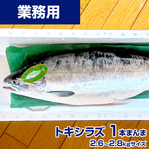 【 業務用 】時鮭 1本 姿まんま 2.6～2.7kg 鮮魚 トキシラズ 時知らず