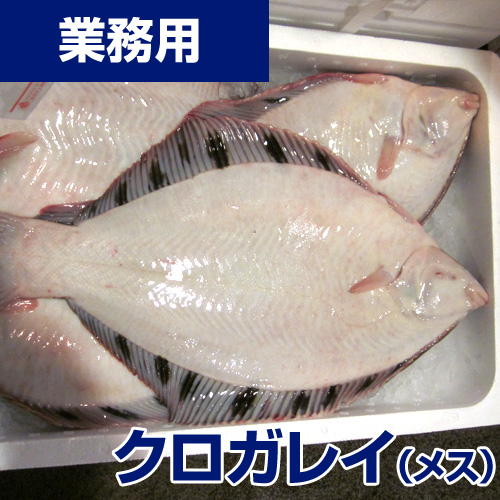 【業務用】クロガレイ (メス) 5kg10-15枚 (れいぞう発送)