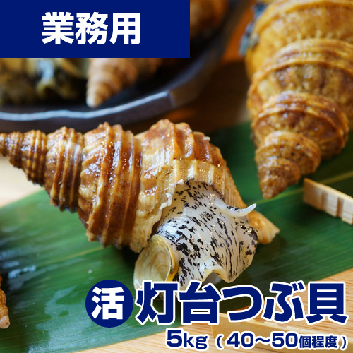 【業務用】活 灯台つぶ貝 5kg40-50個前後 (れいぞう発送) 生食可