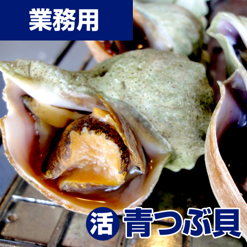 【業務用】活 青つぶ貝 5kg40-50個前後 (れいぞう発送) 生食可