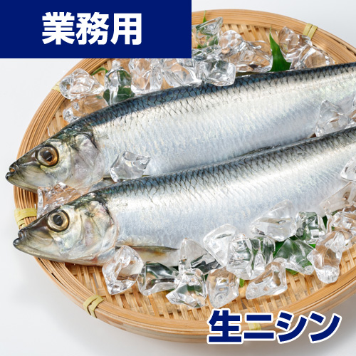 【業務用】生にしん 5kg11尾前後 (れいぞう発送)