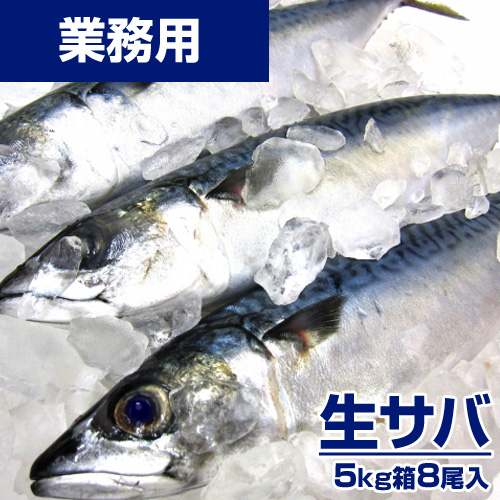 【鮮魚】生サバ 5kg8尾 ｜1尾￥525