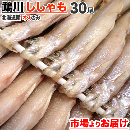 北海道産 本ししゃも オス 30尾