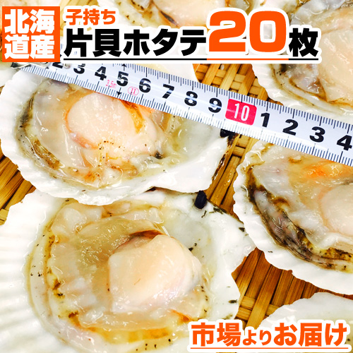 片貝ホタテ 20枚 (9-10cm)