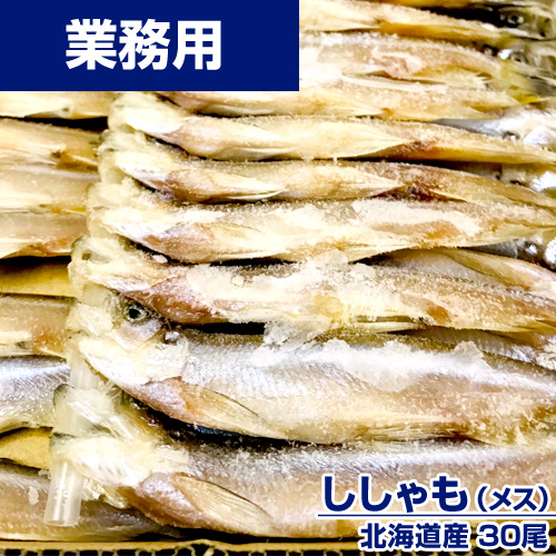 【業務用】北海道産ししゃも (メス) 1箱30尾 ｜1尾￥212