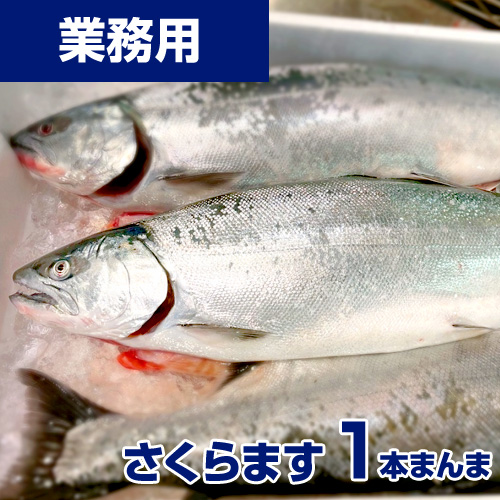 【業務用】サクラマス 姿 北海道産 1本まんま（不定貫）内臓除去済み