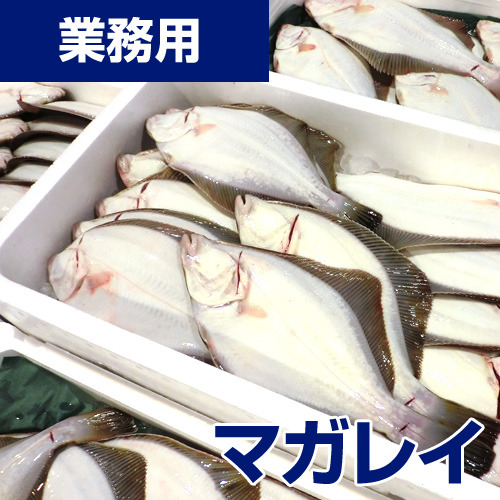 【業務用】マガレイ 5kg20枚前後 (れいぞう発送)