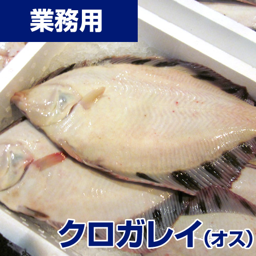 【業務用】クロガレイ (オス) 5kg10-15枚 (れいぞう発送)