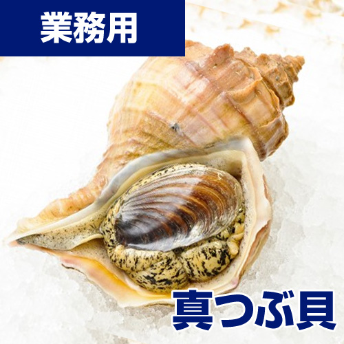 【業務用】真つぶ貝 5kg20-30玉 (れいぞう発送) 生食可