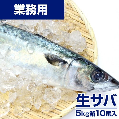 【鮮魚】生サバ 5kg10尾 ｜1尾￥349