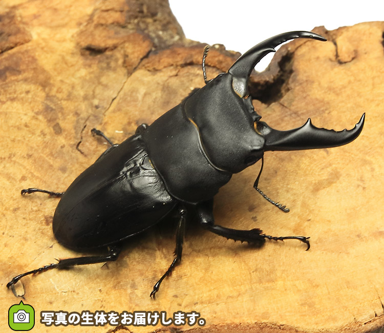 サキシマヒラタクワガタ　販売　通販　専門店　購入