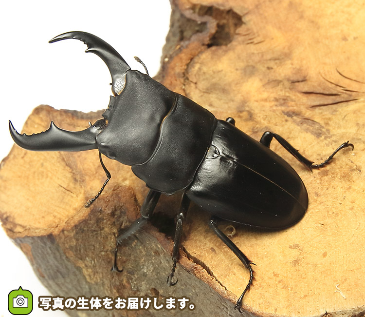 サキシマヒラタクワガタ　販売　通販　専門店　購入