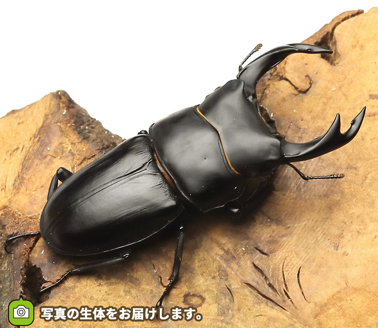 国産オオクワガタ　山梨県産　販売　通販　専門店　購入
