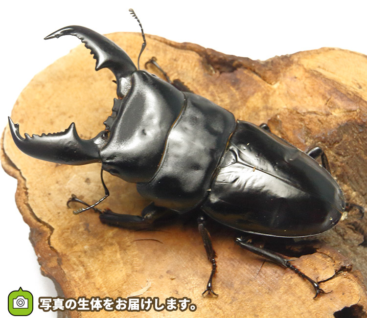 スマトラオオヒラタ　販売　通販　専門店　購入