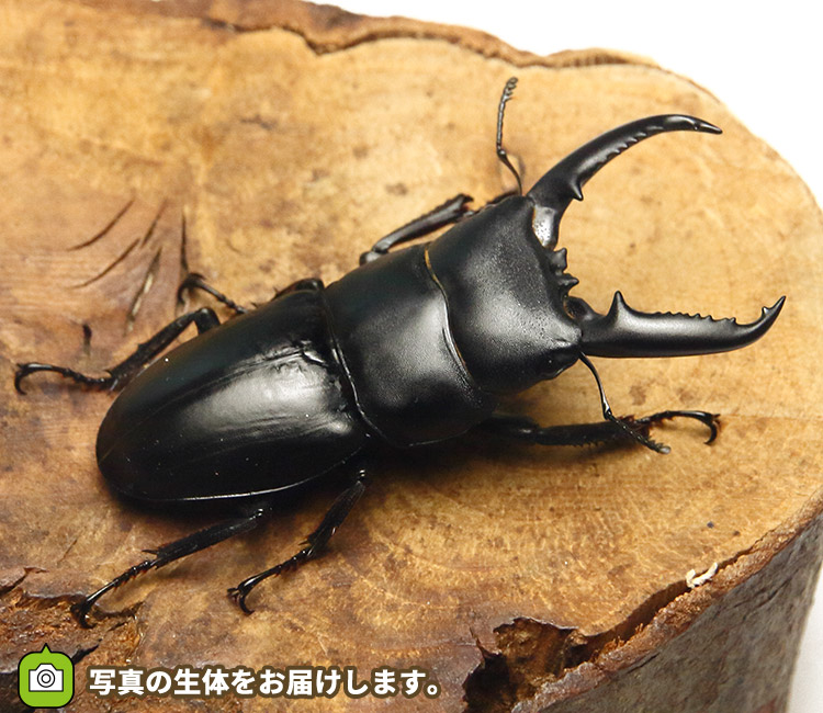 本土ヒラタクワガタ 販売│ビートルファーム