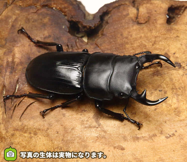国産オオクワガタ　野外採集個体　販売　通販　専門店　購入　ワイルド