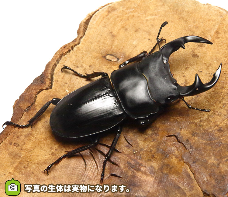 国産オオクワガタ　野外採集個体　販売　通販　専門店　購入　ワイルド