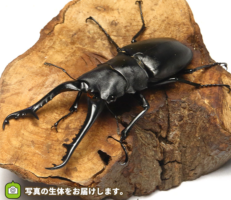 ギラファノコギリクワガタ　フローレス島産　販売　通販　専門店　購入