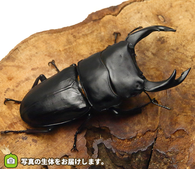 国産オオクワガタ　福岡県久留米市産　販売　通販　専門店　購入