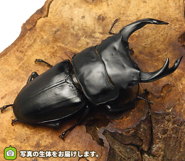 国産オオクワガタ　福岡県久留米市産　販売　通販　専門店　購入