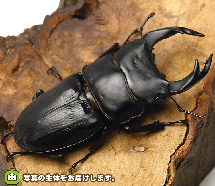 国産オオクワガタ　福岡県久留米市産　販売　通販　専門店　購入