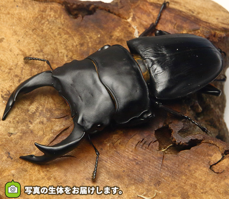 国産オオクワガタ　福岡県久留米市産　販売　通販　専門店　購入